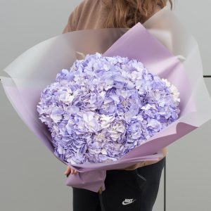 Гортензия милка