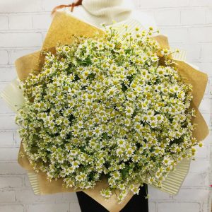 Полевые ромашки