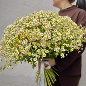 Ромашковое облако