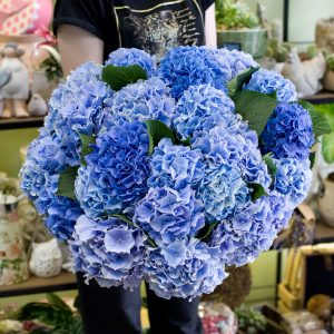 21 Синяя Гортензия