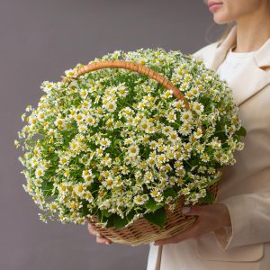 Корзина ромашек