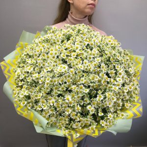 Ромашковое безумие