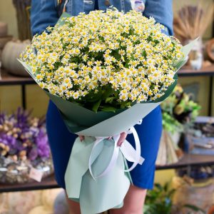 Кустовые ромашки