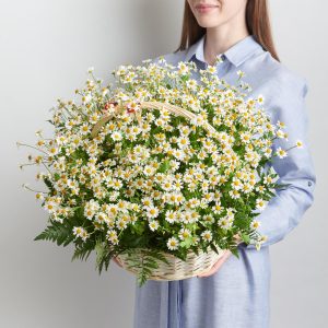 Ромашковое поле